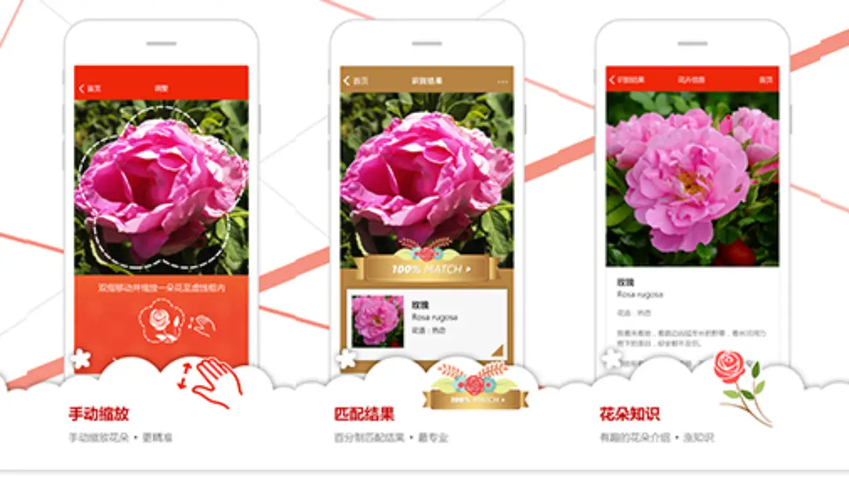 Flower Recognition Is A New Ios App
